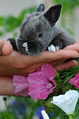 Dark grey rabbit, hand-held dwarf rabbit and tree mallow flowers
