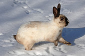 Dwarf rabbit in the snow in the wild