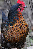 Portrait of a black laying hen with a tan ruff