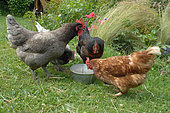 Poules pondeuses dans un jardin, poule rousse, poules cendrées ou Bleue de France, poule noire, picorant du grain
