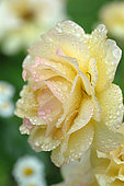 Yellow rose and dewdrops