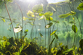 River Ouysse, Causse du Quercy Regional Nature Park, Lot, France