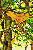Comet moth (Argema mittrei) on a branch, Madagascar.
