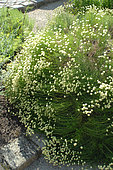Southernwood (Artemisia abrotanum) in bloom, medicinal plant