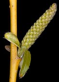 Willow bud (Salix sp)