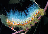Simla Silkmoth (Dictyoploca simla) caterpillar, Asia