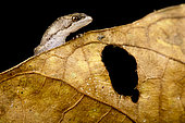 Amazonian dwarf gecko (Chatogekko amazonicus) on black background