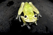 Banded-limb Glassfrog (Hyalinobatrachium cappellei)