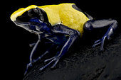 Dyeing poison dart frog (Dendrobates tinctorius) Citronella, on black background