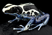 Dyeing poison dart frog (Dendrobates tinctorius) Patricia, on black background