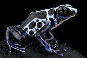 Dyeing poison dart frog (Dendrobates tinctorius) True Sipaliwini, on black background