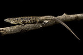 Golden tegu (Tupinambis teguixin) on a branch on black background