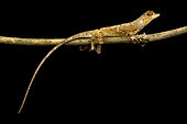 Goldenscale Anole (Norops nitens) male on a branch on black background