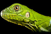 Green Iguana (Iguana iguana) juvenile
