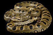Green anaconda (Eunectes murinus) on black background