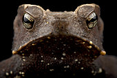 Marty's mitred toad (Rhinella martyi) portrait on black background