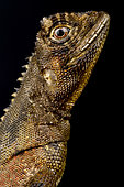 Mophead iguana (Uranoscodon superciliosus) portrait on black background