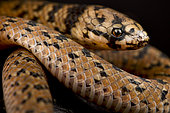 Neckband Ground Snake (Atractus torquatus) portrait on balck background