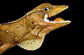 Goldenscale Anole (Norops nitens) female on black background
