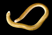 Red Worm Lizard (Amphisbaena alba) on black background