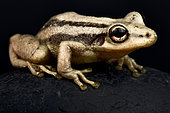 Red snouted treefrog (Scinax ruber) on black background