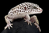 Satpura Eyelid Gecko (Eublepharis satpuraensis) portrait on black background