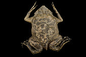 Suriname toad (Pipa pipa) on black background