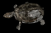 Toadhead turtle (Mesoclemmys gibba) on black background
