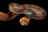 Tropical Flat Snake (Siphlophis compressus) portrait on black background