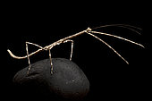 Tropical giant stick insect (Phanocloidea sp) on black background
