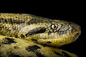 Yellow anaconda (Eunectes notaeus) portrait on black background