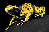 Yellow-banded poison dart frog (Dendrobates leucomelas) Bolivar - Venezuela