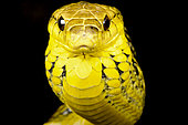 Yellow-bellied puffing snake (Pseustes sulphureus) portrait on black background