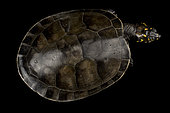 Yellow-spotted Cayenne River Turtle (Podocnemis cayennensis) on black background
