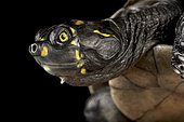 Yellow-spotted Cayenne River Turtle (Podocnemis cayennensis) portrait on black background