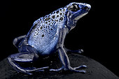 blue poison arrow frog (Dendrobates tinctorius "azureus")