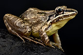 Long-faced whistling toadlet (Leptodactylus longirostris) on black background