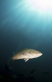 Portrait of a gulf grouper (Mycteroperca jordani), Cabo Pulmo, Mexico.