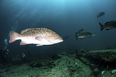 Gulf groupers (Mycteroperca jordani), Cabo Pulmo, Mexico.
