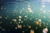 Group of golden jellyfish (Mastigias papua etpisoni) in Jellyfish Lake, Palau.