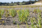 Glassworts (Salicornia sp.), Sables-d'Or-les-Pins, Cotes-d'Armor, France