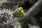 Cane cholla (Cylindropuntia imbricata)