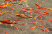 Goldfish (Carassius auratus) and Koi (Cyprinus carpio carpio) in pond