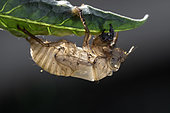 Cicada (Cicada orni) nymphal exuvium on Tomato leaf, Bouches-du-Rhone, France