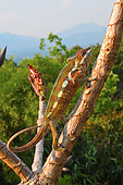 Panther Chameleon (Furcifer pardalis) on a branch N - E Madagascar. Introduced elsewhere.