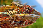 Panther Chameleon (Furcifer pardalis) portrait N - E Madagascar. Introduced elsewhere.