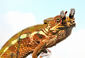 Panther Chameleon (Furcifer pardalis) eating an insect on a branch N - E Madagascar. Introduced elsewhere.