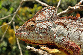 Oustalet's Chameleon (Furcifer oustaleti) portrait, Madagascar