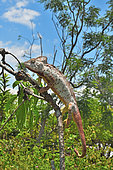Oustalet's Chameleon (Furcifer oustaleti) on a branch, Madagascar