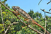 Oustalet's Chameleon (Furcifer oustaleti) on a branch, Madagascar